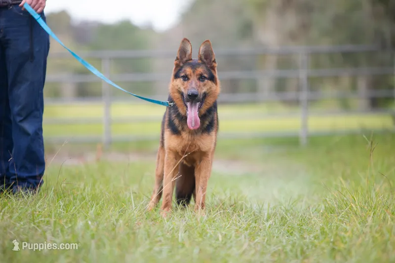 Zeus  – German Shepherd Dog puppy for sale in Boca Raton, FL