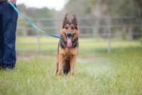 Zeus , a male German Shepherd Dog for sale in Tampa, FL – 1 of 5