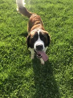 Rizzy, a female Saint Bernard for sale in Tampa, FL – 2 of 2