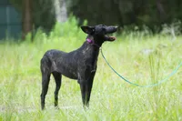 Luna, a female Belgian Malinois and Dutch Shepherd for sale in Tampa, FL – 1 of 4