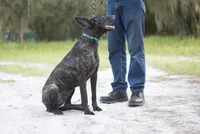 Viper, a female Belgian Malinois and Dutch Shepherd for sale in Boca Raton, FL – 3 of 4