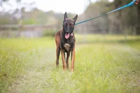 Valor, a female Belgian Malinois for sale in Tampa, FL – 6 of 7