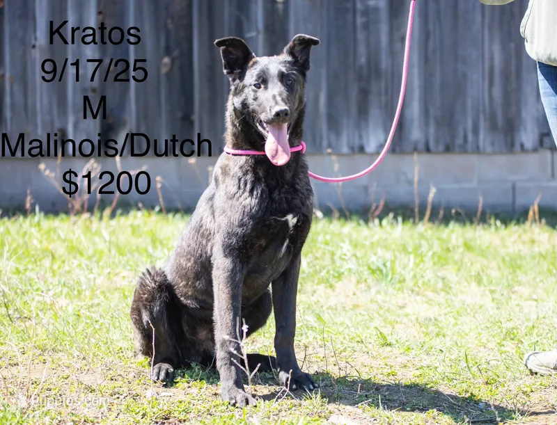 Kratos – Belgian Malinois, Dutch Shepherd puppy for sale in Boca Raton, FL