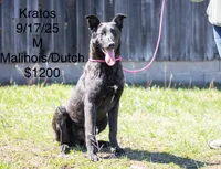 Kratos, a male Belgian Malinois and Dutch Shepherd for sale in Boca Raton, FL – 1 of 1