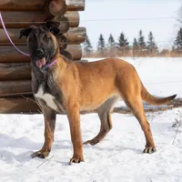 Athena, a female Belgian Malinois for sale in Plant City, FL – Photo 1 of 8