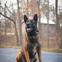 Athena, a female Belgian Malinois for sale in Plant City, FL – Photo 7 of 8