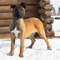 Athena, a female Belgian Malinois for sale in Plant City, FL – Photo 4 of 8