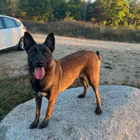 Athena, a female Belgian Malinois for sale in Plant City, FL – Photo 6 of 8
