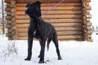 Apollo, a male Belgian Malinois and Dutch Shepherd for sale in Plant City, FL – Photo 6 of 6