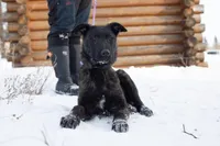 Apollo, a male Belgian Malinois and Dutch Shepherd for sale in Plant City, FL – Photo 4 of 6