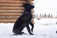 Apollo, a male Belgian Malinois and Dutch Shepherd for sale in Plant City, FL – Photo 2 of 6