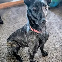 Viper, a female Belgian Malinois for sale in Plant City, FL – Photo 1 of 5