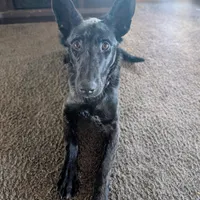 Viper, a female Belgian Malinois for sale in Plant City, FL – Photo 4 of 5