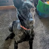 Viper, a female Belgian Malinois for sale in Plant City, FL – Photo 2 of 5