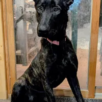 Viper, a female Belgian Malinois for sale in Plant City, FL – Photo 5 of 5