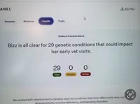 Viper, a female Belgian Malinois for sale in Plant City, FL – Photo 9 of 10