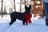Viper, a female Belgian Malinois for sale in Plant City, FL – Photo 1 of 10