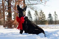 Viper, a female Belgian Malinois for sale in Plant City, FL – Photo 2 of 10