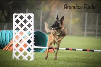 Viper, a female Belgian Malinois for sale in Plant City, FL – Photo 8 of 10