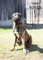 Valor, a female Belgian Malinois for sale in Plant City, FL – 4 of 4