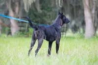 Kratos, a male Belgian Malinois and Dutch Shepherd for sale in Tampa, FL – 2 of 6