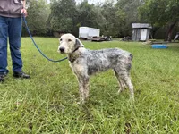 Daisy, a female Old English Sheepdog for sale in Tampa, FL – 3 of 3