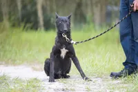 Jet, a male Belgian Malinois and Dutch Shepherd for sale in Boca Raton, FL – 3 of 4