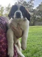 Legacy, a female Saint Bernard for sale in Boca Raton, FL – 1 of 1