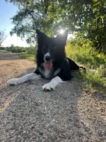 Secret 🎀 King 👑 , a female Border Collie for sale in Boca Raton, FL – 2 of 2