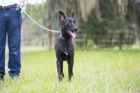 Kratos, a male Belgian Malinois and Dutch Shepherd for sale in Tampa, FL – 3 of 6