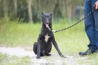 Jet, a male Belgian Malinois and Dutch Shepherd for sale in Boca Raton, FL – 2 of 4