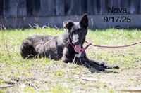 Nova, a female Belgian Malinois and Dutch Shepherd for sale in Plant City, FL – 4 of 4