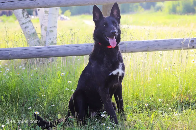 Twilight  – Belgian Malinois, Dutch Shepherd puppy for sale in Tampa, FL