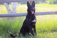 Twilight , a female Belgian Malinois and Dutch Shepherd for sale in Tampa, FL – 1 of 9