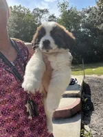 Legacy, a female Saint Bernard for sale in Plant City, FL – 2 of 3