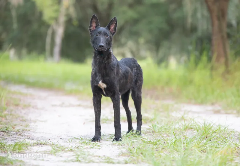 Jet – Belgian Malinois, Dutch Shepherd puppy for sale in Boca Raton, FL