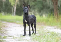 Jet, a male Belgian Malinois and Dutch Shepherd for sale in Boca Raton, FL – 1 of 4