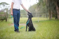 Kratos, a male Belgian Malinois and Dutch Shepherd for sale in Tampa, FL – 6 of 6