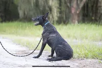 Viper, a female Belgian Malinois and Dutch Shepherd for sale in Boca Raton, FL – 4 of 4