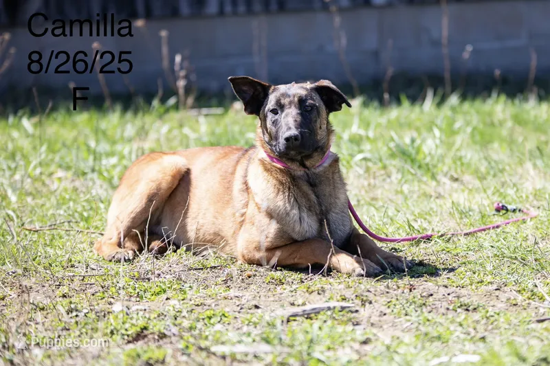 Camilla – Belgian Malinois puppy for sale in Plant City, FL
