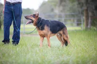 Zeus , a male German Shepherd Dog for sale in Tampa, FL – 5 of 5