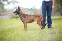 Victory, a female Belgian Malinois for sale in Boca Raton, FL – 4 of 4
