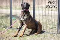 Valor, a female Belgian Malinois for sale in Plant City, FL – 3 of 4