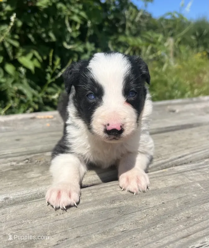 Kate – Border Collie puppy for sale in Plant City, FL