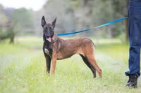 Valor, a female Belgian Malinois for sale in Tampa, FL – 4 of 7