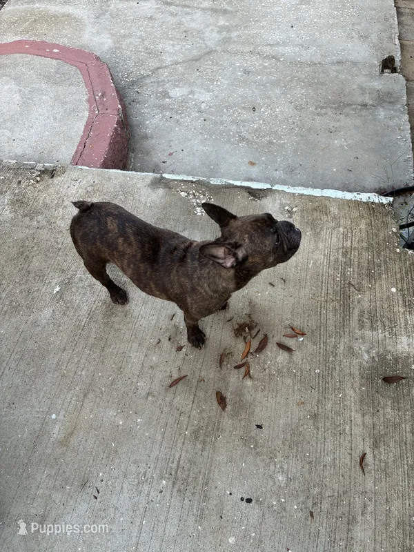 Missy  – French Bulldog puppy for sale in Plant City, FL