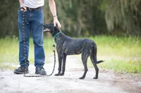 Nova, a female Belgian Malinois and Dutch Shepherd for sale in Tampa, FL – 6 of 7