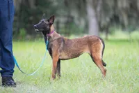 Valor, a female Belgian Malinois for sale in Tampa, FL – 5 of 7
