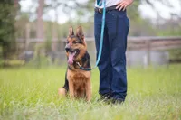 Zeus , a male German Shepherd Dog for sale in Tampa, FL – 3 of 5