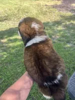 Legacy, a female Saint Bernard for sale in Plant City, FL – 3 of 3